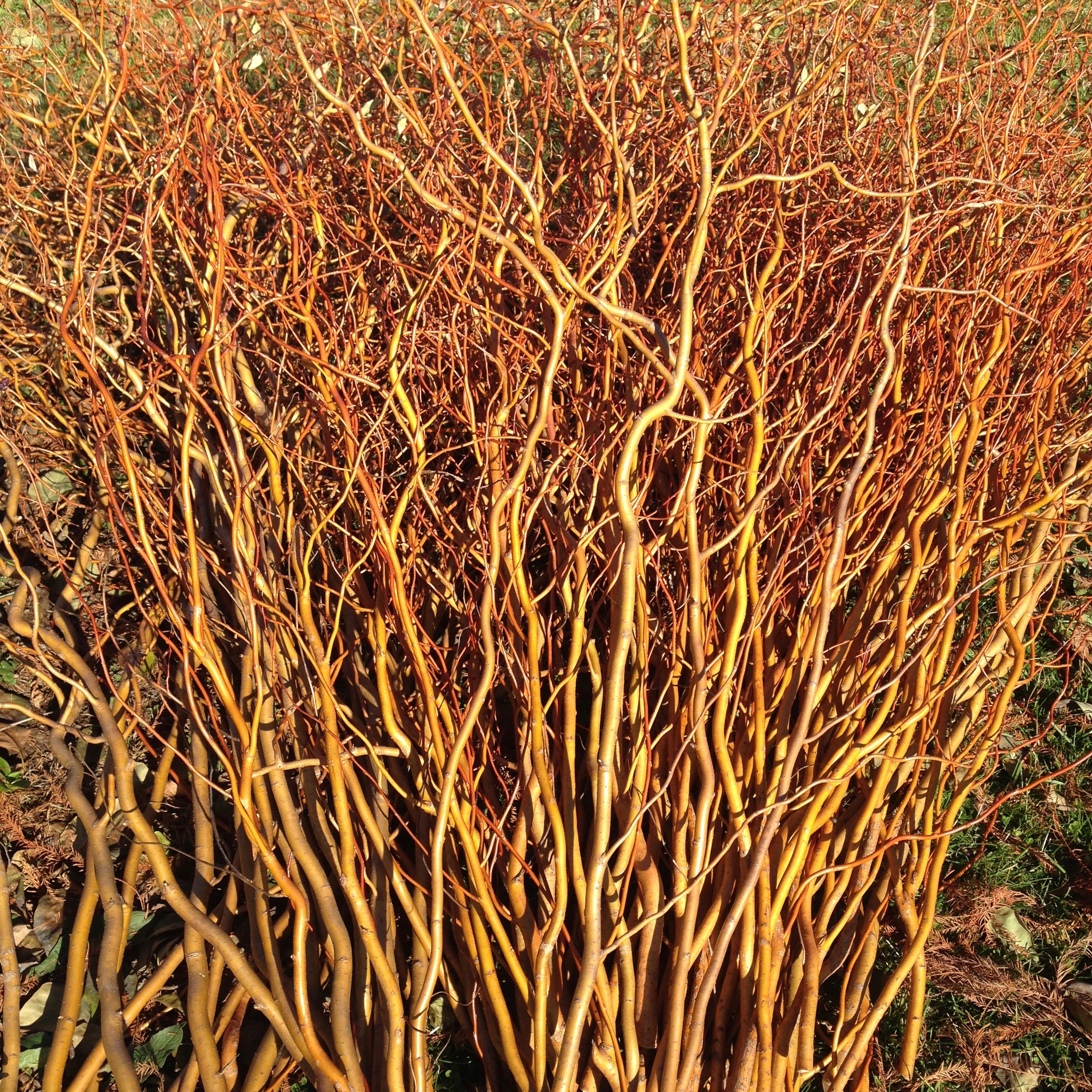 Brown curly willow branches